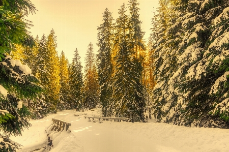 Winter snow forest trees Photo