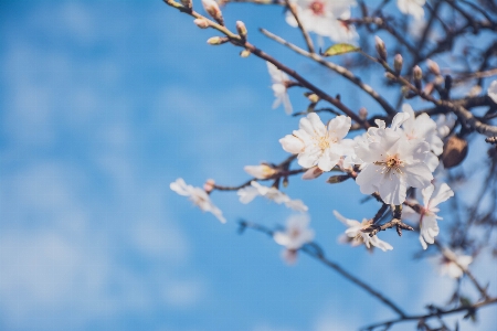 Tree branch blossom winter Photo