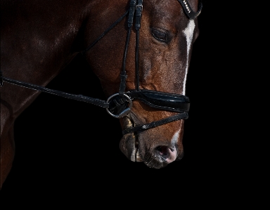 Halter horse bridle harness Photo