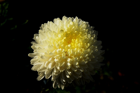 花 植物 フローラ 黄色 写真