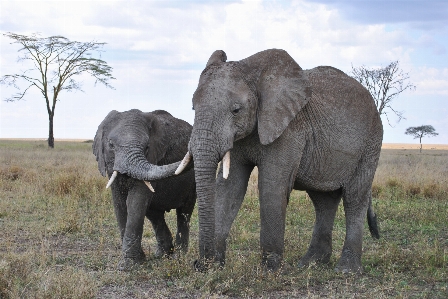 Africa tanzania national park safari Photo