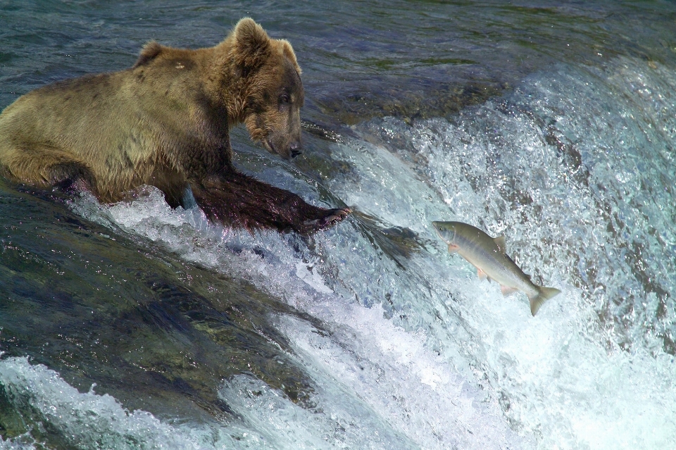 Kodiak brown bear fishing water standing