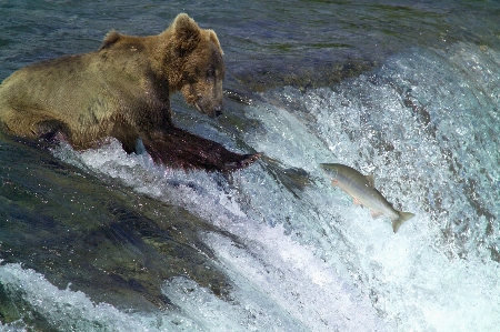 Kodiak brown bear fishing water standing Photo