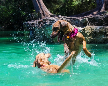 Dog swimming lake park Photo