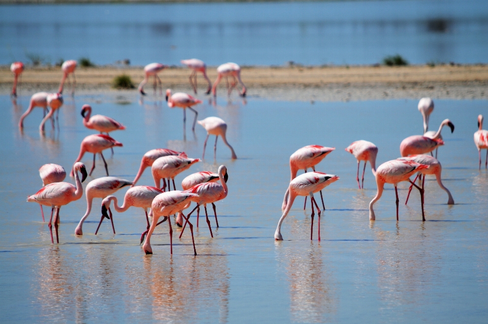 Flamingos
 flamingos in der natur
 rosa wasser