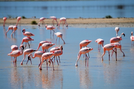 Foto Flamingo
 flamingo di alam
 merah jambu air