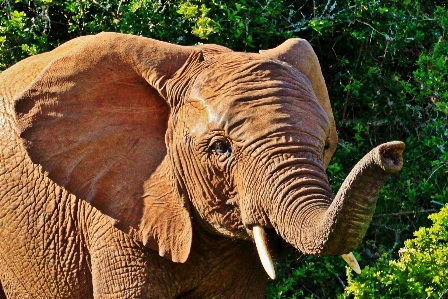 Foto Gajah satwa potret binatang
 semak afrika
