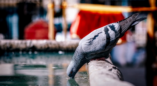 Foto água pássaro animais selvagens bico