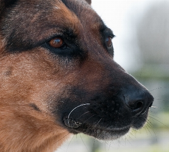 Foto Anjing mamalia gembala jerman
 bertulang belakang
