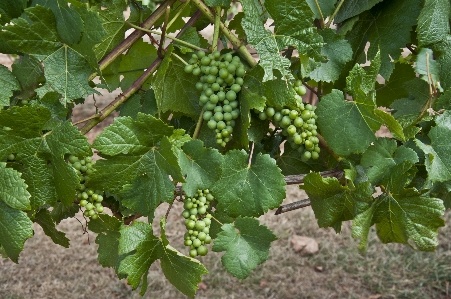 Foto Anggur selentingan
 pinot noir
 merah
