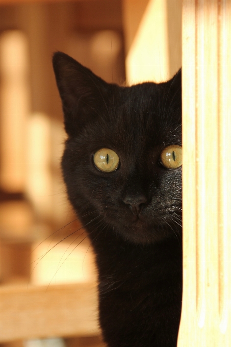 Gato negro mamífero