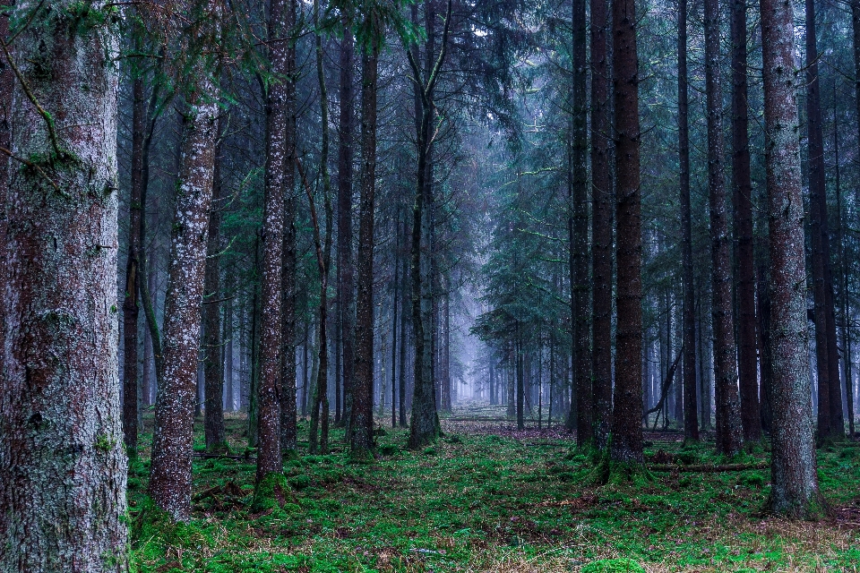 Floresta paisagem outono árvores