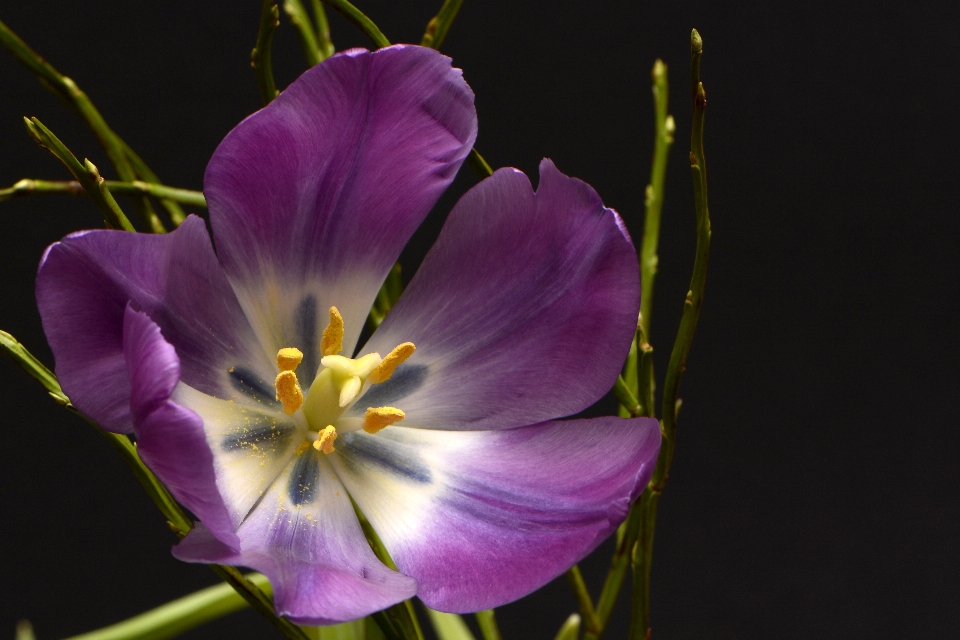 Tulipes tulipebleue
 fleurs violet