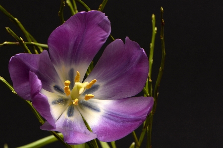 Tulips tulpenbluete flowers violet Photo