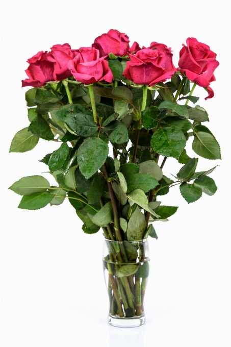 Roses flower gift red