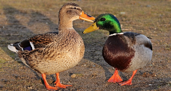 Photo Canard
 canard oiseau
 hiver