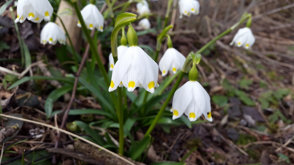 Flower plant galanthus flora