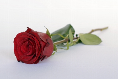 Rose red flower romance Photo