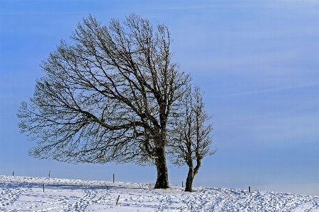 Wintry tree beech wind buche Photo