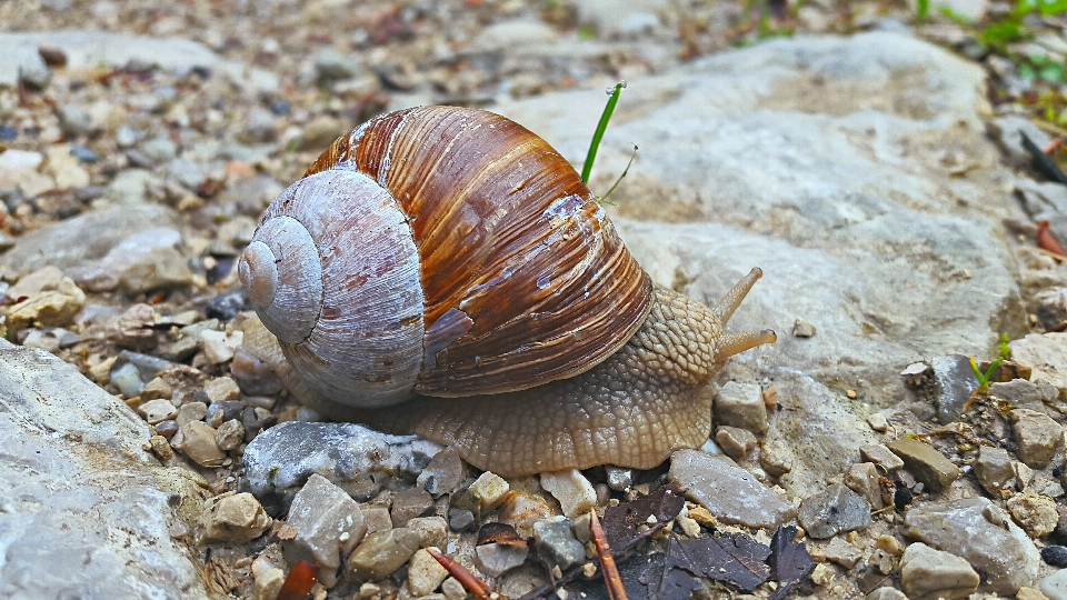 蜗牛 地面 森林 壳