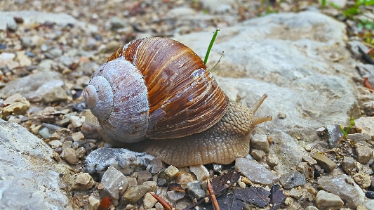 Snail ground forest shell Photo