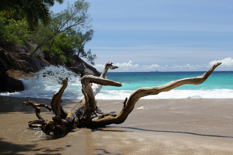 Beach body of water shore sea