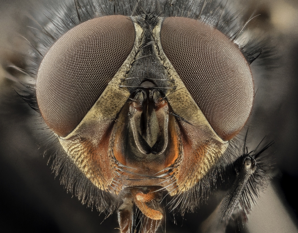 Eyes macro blue bottle fly blowfly