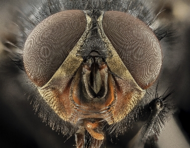 Eyes macro blue bottle fly blowfly Photo