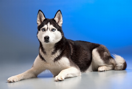 Dog siberian husky sled mammal Photo