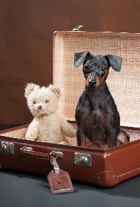 Foto Anjing beruang boneka hewan