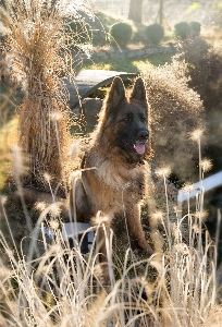 犬 哺乳類 脊椎動物
 fauna 写真