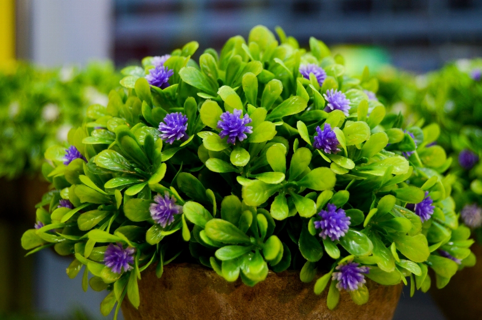 Flower green plant flora