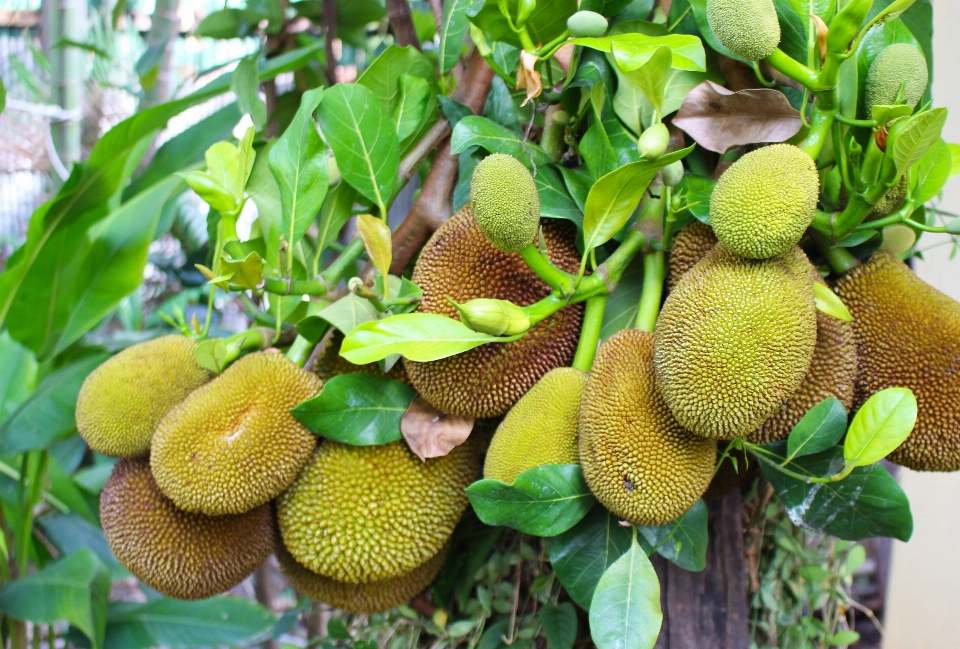 Durian frutta tailandia dolce