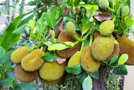 Durian fruit thailand sweet Photo