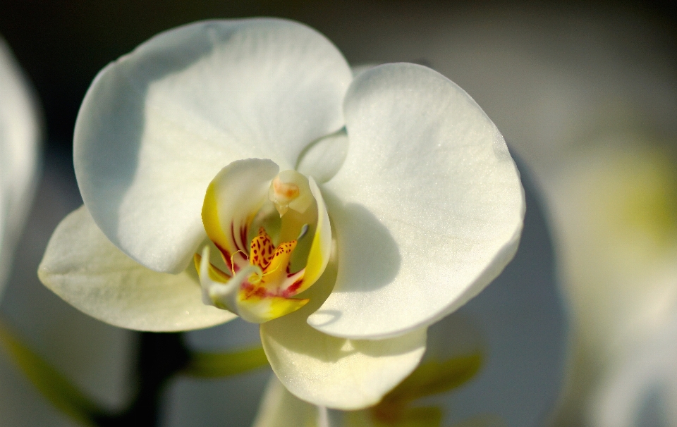 Orchidea bianco bianca
 fiore bianco
