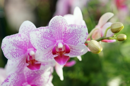 Orchid pink white flower blossom Photo