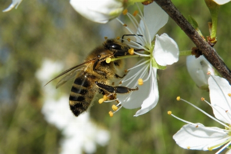 Nature insect bee honey Photo