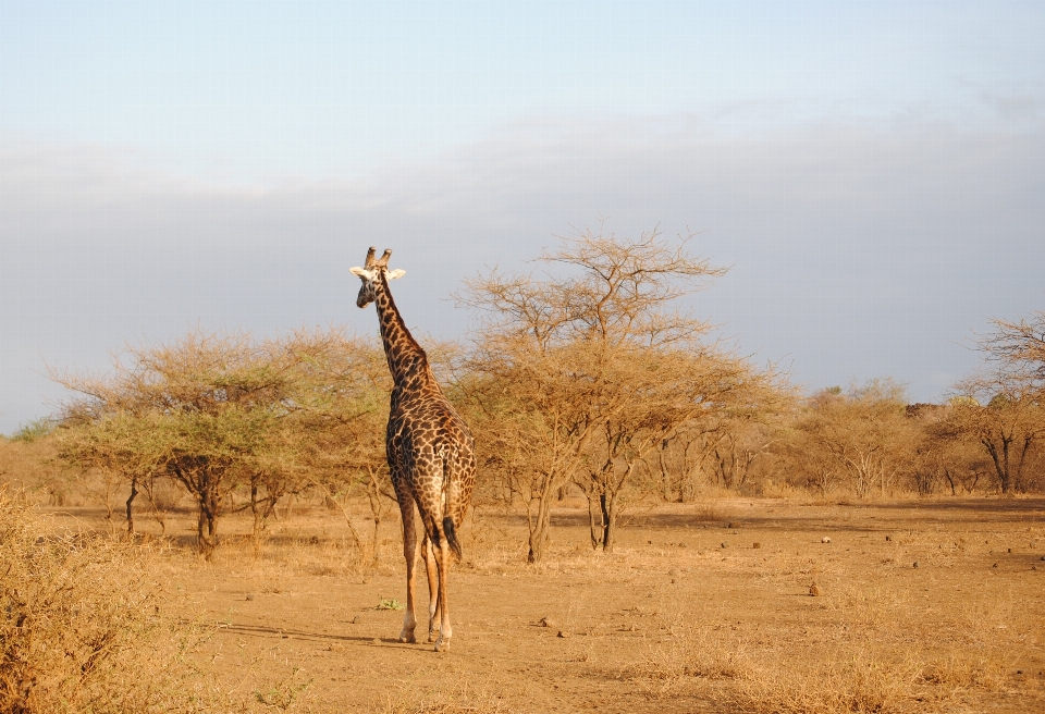 Jerapah sabana
 mamalia giraffidae
