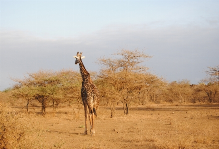 Giraffe savanna mammal giraffidae Photo