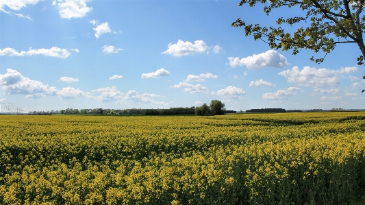 Sky rapeseed field food Photo