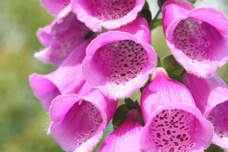 Foxglove digitalis flower pink Photo