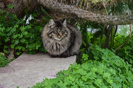 Cat stray young sitting Photo