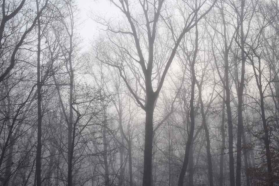 Habitat
 inverno fenômeno atmosférico
 preto e branco
