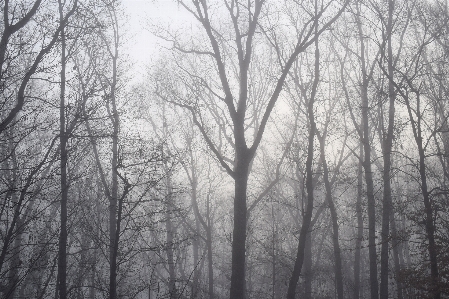 Habitat winter atmospheric phenomenon black and white Photo