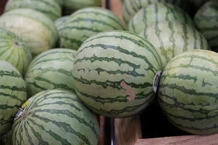 食べ物 メロン 植物 スイカ 写真