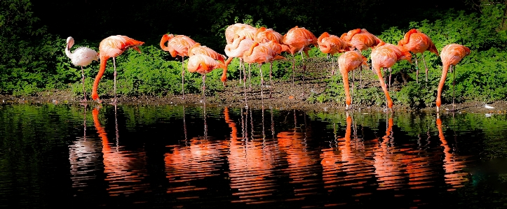 Flamingo nature bird reflection Photo