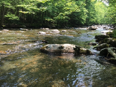 Creek nature river wilderness Photo