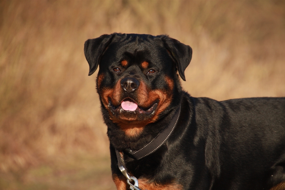 Rottweiler
 zwierzę zima pies