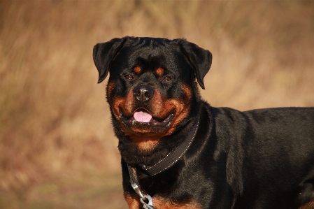 Rottweiler animal winter dog Photo