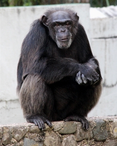 Foto Chimpanzé
 mamífero vertebrado
 chimpanzé comum
